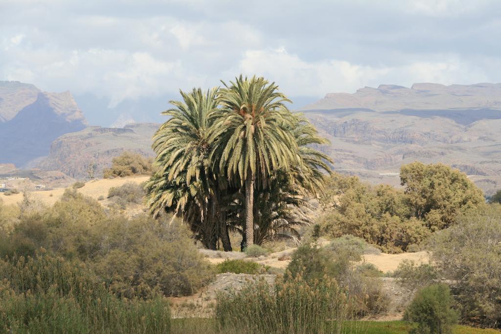 Apartamentos El Capricho ماسبالوماس المظهر الخارجي الصورة